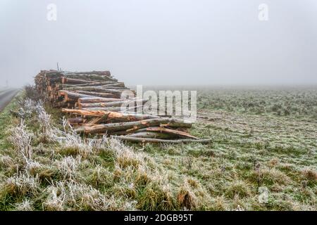 Holzstapel an einer Landstraße in Norfolk während eines nebligen Tages im Winter. Stockfoto