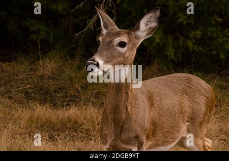 Extreme Nahaufnahme der Weißschwanz-Rehe Stockfoto