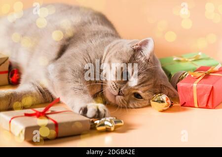 Eine britische Kurzhaar pfirsichfarbene Katze liegt faul unter den Geschenken In Schachteln mit roten Bändern und Weihnachtsbaumspielzeug Stockfoto