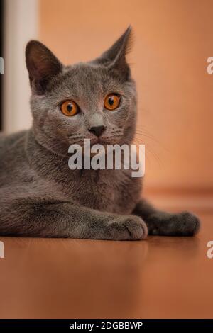 Porträt einer grauen Chartreux-Katze mit orangefarbenen Augen, die drinnen auf einem Holzboden liegt. Stockfoto