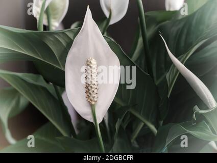 Zimmerpflanzen: Weiß spatifilum Blume zwischen den Blättern. Stockfoto