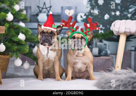 Weihnachtshunde. Ein Paar französische Bulldoggen mit festlichem Weihnachtsmütze und Rentier Geweih Stirnband sitzen zwischen Weihnachtsbaum mit Kugeln verkleidet Stockfoto