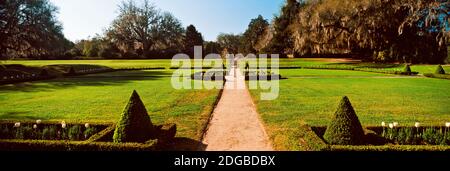 Bäume im Garten, Middleton Place, Charleston, South Carolina, USA Stockfoto