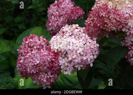 Hortensia arborescens Invincibelle Spirit oder Pink Annabelle pink a corymb. Hortensia arborescens, glatte Hortensien, wilde Hortensien, oder Sevenbark, ist ein Stockfoto