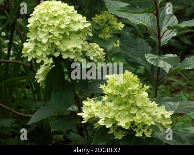 Hortensia paniculata Graffiti. Blütenstand aus der Nähe. Blumen im Garten im Freien. Stockfoto