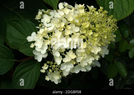 Hortensia paniculata Rosa Dame. Blumen im Garten im Freien. Hortensia paniculata im Herbstgarten. Stockfoto