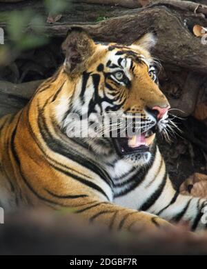 Bengal-Tiger (Panthera Tigris Tigris), Kanha National Park, Madhya Pradesh, Indien Stockfoto