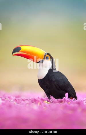 Toco-Tukan (Ramphastos toco), Pantanal Wetlands, Brasilien Stockfoto