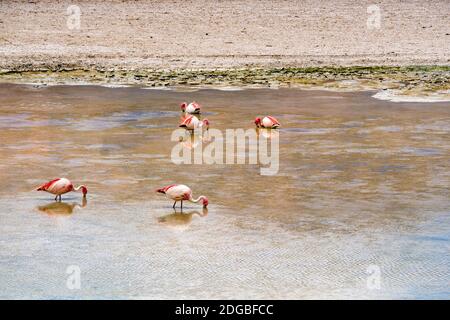 Herde von James Flamingos Fütterung im Canapa See Stockfoto