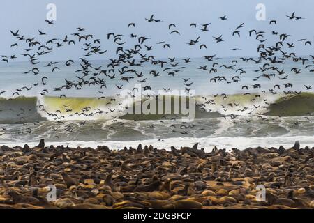 Kapfellrobben (Arctocephalus pusillus) Kolonie mit Vogelscharen, Cape Cross, Namibia Stockfoto
