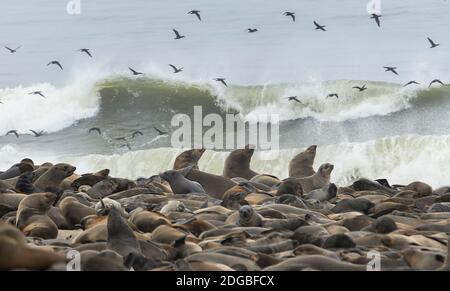 Kapfellrobben (Arctocephalus pusillus) Kolonie mit Vogelscharen, Cape Cross, Namibia Stockfoto
