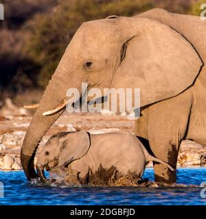 Afrikanische Elefanten (Loxodonta africana) am Wasserloch, Etosha Nationalpark, Namibia Stockfoto