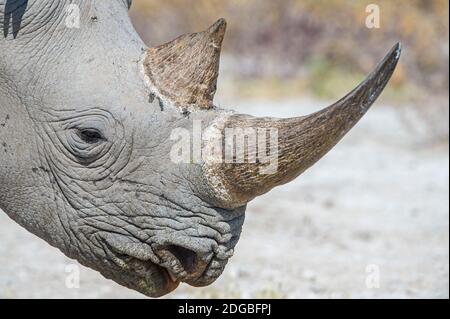 Schwarze Nashorn (Diceros Bicornis), Etosha Nationalpark, Namibia Stockfoto