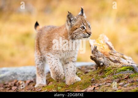 Nahaufnahme eines schönen eurasischen Luchs Jungen zu Fuß in der Wald Stockfoto