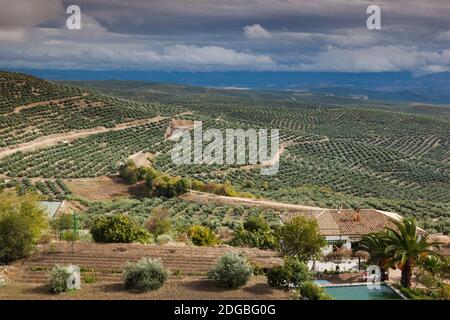 Olivenbäume in einem Feld, Ubeda, Provinz Jaen, Andalusien, Spanien Stockfoto