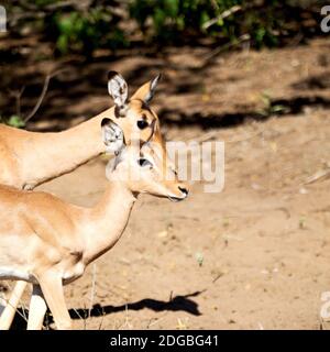 Wildes Impala im Winterbusch Stockfoto