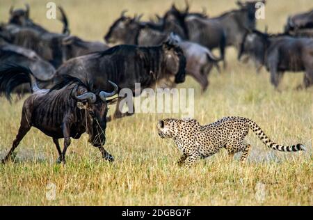 Gepard (Acinonyx jubatus) jagen Gnus, Tansania Stockfoto