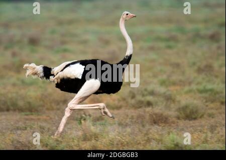 Masai Strauß (Struthio camelus) läuft, Ndutu, Ngorongoro Conservation Area, Tansania Stockfoto