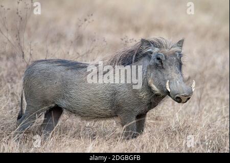 Warthog (Phacochoerus africanus), Tarangire-Nationalpark, Tansania Stockfoto