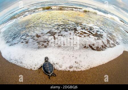 Grüne Meeresschildkröte (Chelonia mydas) brüten am Strand, Tortuguero, Costa Rica Stockfoto