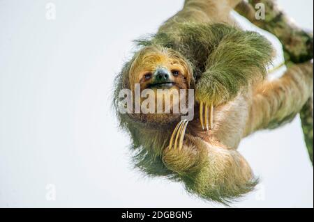 Dreizwietel-Sloth (Bradypus tridactylus) hängend, Sarapiqui, Costa Rica Stockfoto