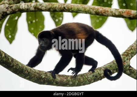 Schwarzer Howler (Alouatta caraya)-Affe, Sarapiqui, Costa Rica Stockfoto