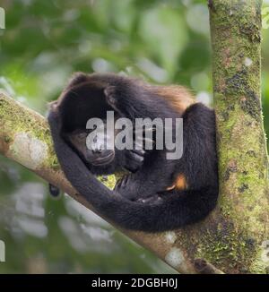 Schwarzer Howler (Alouatta caraya)-Affe, Sarapiqui, Costa Rica Stockfoto