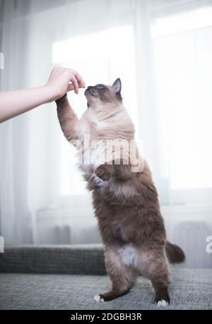 Seal Colourpoint Ragdoll Katze wird vom Besitzer gefüttert Stockfoto
