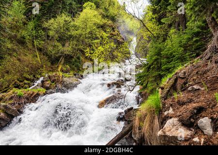 Rasante Bergbach im Kiefernwald Stockfoto