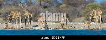 Giraffen (Giraffa camelopardalis) am Wasserloch, Etosha National Park, Namibia Stockfoto