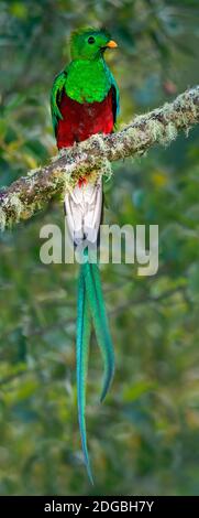 Glänzende Quetzal (Pharomachrus mocinno), Costa Rica Stockfoto