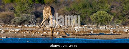 Giraffe (Giraffa Plancius) trinken am Wasserloch, Etosha Nationalpark, Namibia Stockfoto