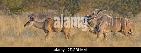 Männchen und Weibchen Großkudu (Tragelaphus strepsiceros) Paarungsverhalten, Etosha National Park, Namibia Stockfoto