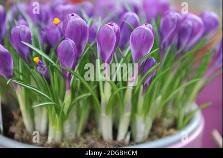 Erzwungene dunkelviolette Crocus Vernus Flower Record Blumen in einem Pot im März Stockfoto