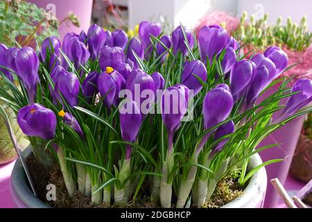 Erzwungene dunkelviolette Crocus Vernus Flower Record Blumen in einem Pot im März Stockfoto