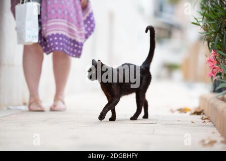 Schöne schwarze streunende Katze, die neben weiblichen Touristen in lässigem Kleid auf dem Bürgersteig im Stadtzentrum von Port de Soller, Mallorca, läuft Stockfoto