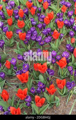 Rote Tulpen und dunkelviolette Crocus Vernus Blütenrekord Blüte In einem Garten im März Stockfoto