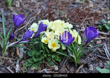 Dunkelviolette Crocus Vernus Flower Record blüht in einem Garten Im März Stockfoto