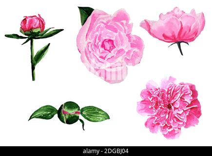 Set von rosa Blume Pfingstrosen Aquarell Stockfoto