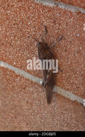 grasshopper (wissenschaftlicher Name Orthoptera Caelifera) Der Tierklasse Insecta (Insekten) an einer Wand Stockfoto