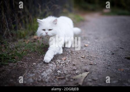 Weiße perserkatze, die am Holzzaun entlang geht Stockfoto