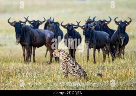 Gepard (Acinonyx jubatus) mit Blauen Gnus (Connochaetes taurinus) im Hintergrund, Tansania Stockfoto