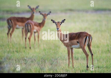 Impalas (Aepyceros melampus petersi) in einem Wald, Lake Manyara, Tansania Stockfoto