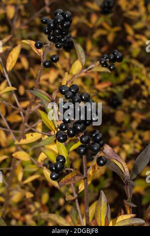 Die schwarzen Beeren beim Zweig der Perücke hecken sich ein Herbst Stockfoto