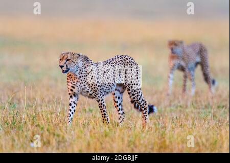 Geparden (Acinonyx jubatus) Wandern im Wald, Serengeti Nationalpark, Tansania Stockfoto