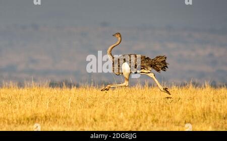 Strauß (Struthio camelus) läuft auf einem Feld, Ndutu, Ngorongoro Conservation Area, Tansania Stockfoto