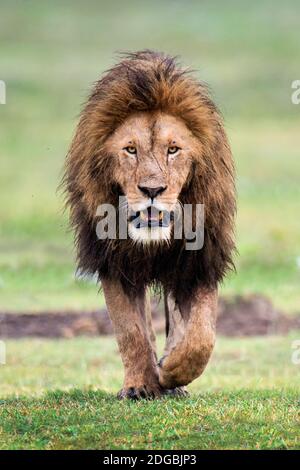 African Lion (Panthera leo) Wandern im Wald, Ngorongoro Krater, Ngorongoro Conservation Area, Tansania Stockfoto