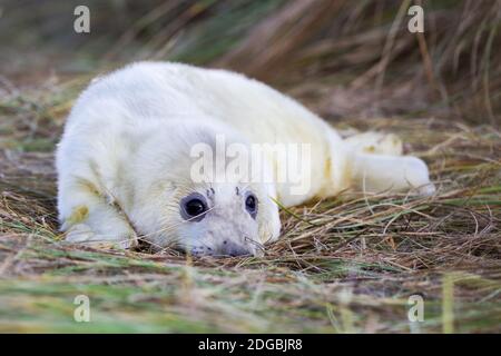 Neugeborener Robbenhund am Horsey Beach in Norfolk, Großbritannien Stockfoto