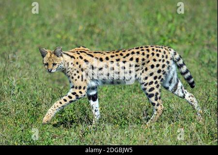 Serval (Leptailurus serval) Wandern im Wald, Ndutu, Ngorongoro Conservation Area, Tansania Stockfoto