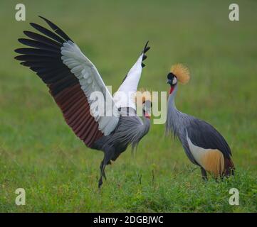 Nahaufnahme von zwei Graukraunen (Balearica regulorum), Krater Ngorongoro, Naturschutzgebiet Ngorongoro, Tansania Stockfoto